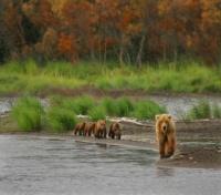 Family Stroll